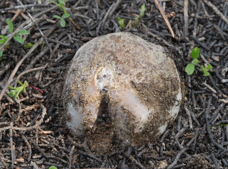 Sarcosphaera coronaria